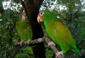 donde viven los loros, lugares donde vive el loro, habitat de los loros, lugar donde se encuentra el loro