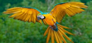donde viven los loros, lugares donde vive el loro, habitat de los loros, lugar donde se encuentra el loro