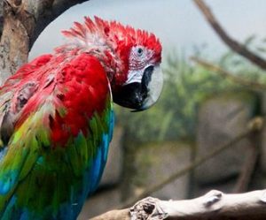 donde viven los loros, lugares donde vive el loro, habitat de los loros, lugar donde se encuentra el loro