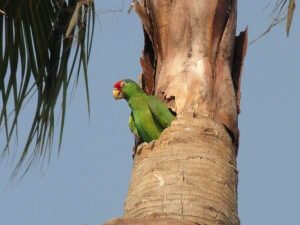 donde viven los loros, lugares donde vive el loro, habitat de los loros, lugar donde se encuentra el loro