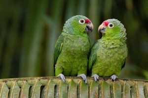 donde viven los loros, lugares donde vive el loro, habitat de los loros, lugar donde se encuentra el loro