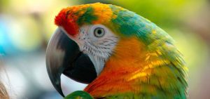 donde viven los loros, lugares donde vive el loro, habitat de los loros, lugar donde se encuentra el loro