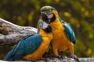 donde viven los loros, lugares donde vive el loro, habitat de los loros, lugar donde se encuentra el loro