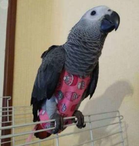 pañal y portapañal para loros pericos ninfas y aves