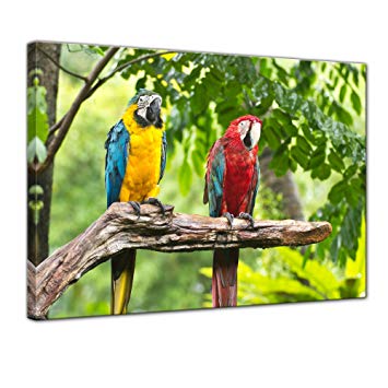 cuadros de loros, pinturas de loros, cuadros con loros