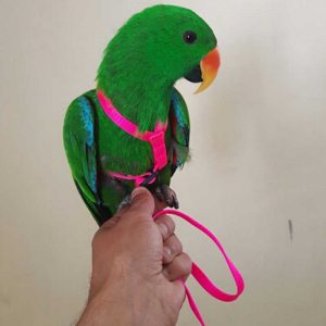 arneses para loros, arnes para loros, arnes con correa para ninfas