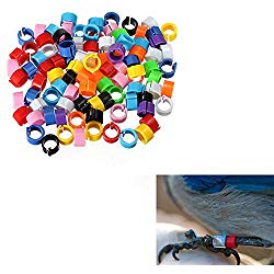 anillas para loros, anillos para loros, anillos de pie para loros