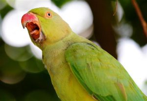 musica para loros, musica para ninfas, agapornis pericos, canciones para loros, musica para agapornis