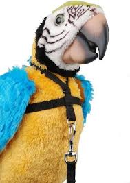 arneses para loros, arnes para loros, arnes con correa para ninfas