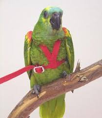 arneses para loros, arnes para loros, arnes con correa para ninfas