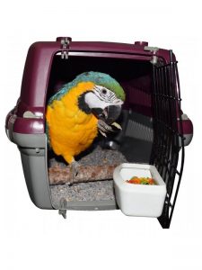 transportin para loros, transportines para loros yacos, transportadoras para loros, transportin loro