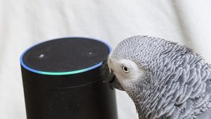 musica para loros, musica para ninfas, agapornis pericos, canciones para loros