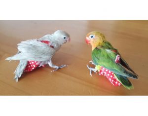 pañal y portapañal para loros pericos ninfas y aves