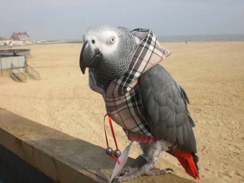 loros con ropa, ropa para loros, comprar ropa para loro
