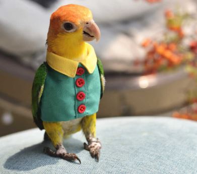 loros con ropa, ropa para loros, comprar ropa para loro