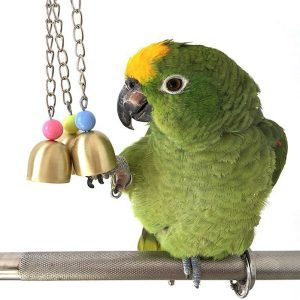 accesorios y productos para loros, comprar accesorios para loros