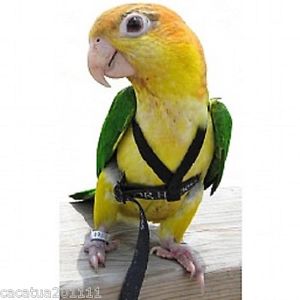 arneses para loros, arnes para loros, arnes con correa para ninfas
