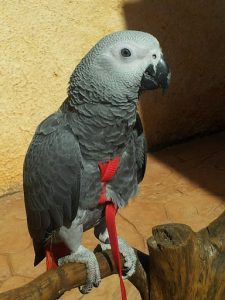 arneses para loros, arnes para loros, arnes con correa para ninfas