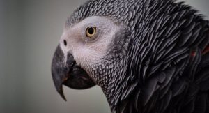 loros que hablan, tipos de loros que hablan