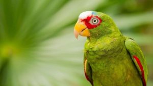 colores de los loros, de que color son los loros