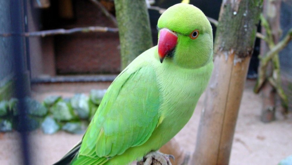 como son los loros