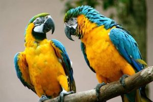 como saber si es loro o lora como saber si el loro es hembra o macho, como saber el sexo de un cotorro. Como diferenciar un perico macho de una hembra