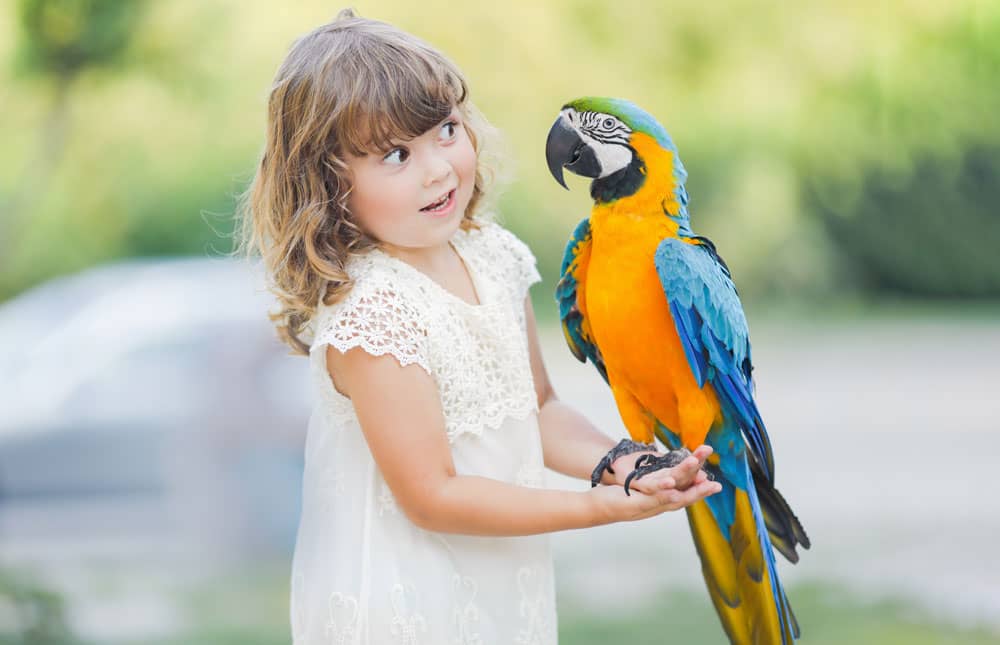 los loros son excelentes mascotas, enseñar a hablar a un loro, loros como enseñarles a hablar
