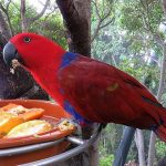 alimentacion loros comida de loros comida de los loros comprar alimentacion para loros comida para loros amazonas