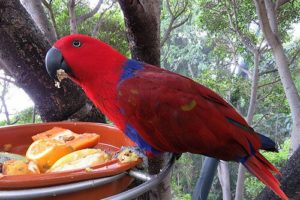 alimentacion loros comida de loros comida de los loros comprar alimentacion para loros comida para loros amazonas