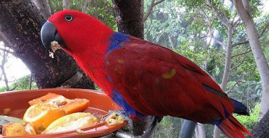 alimentacion loros comida de loros comida de los loros comprar alimentacion para loros comida para loros amazonas