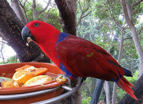 alimentacion loros comida de loros comida de los loros comprar alimentacion para loros comida para loros amazonas