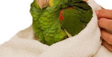 cuidados para tus loros, cuidados para loros