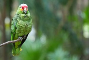 cuidado de un loro, como cuidar un loro, cuidado de loros, cuidados del loro
