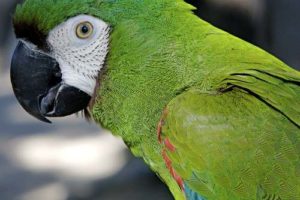 como desparasitar un loro desparasitar loros