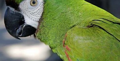 como desparasitar un loro desparasitar loros
