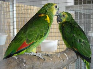 como desparasitar un loro, quitar piojos a un loro, desparasitar aves