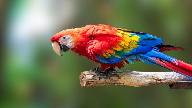 vida de los loros