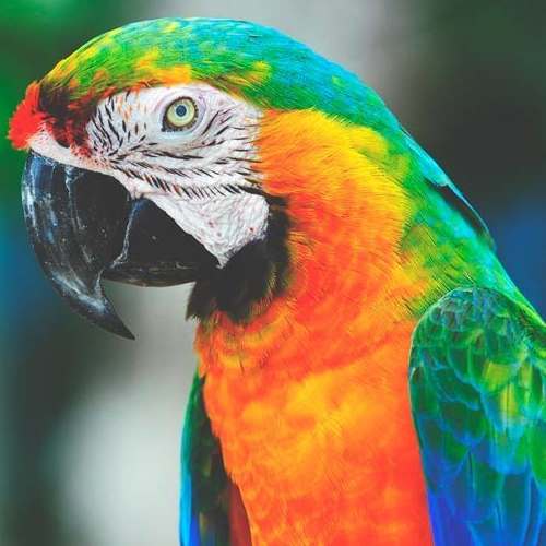 caracteristicas de los loros
