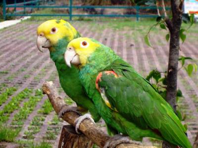 como saber el genero de mi loro, como saber si un perico es macho o hembra, como saber si un loro cabeza amarilla es macho o hembra