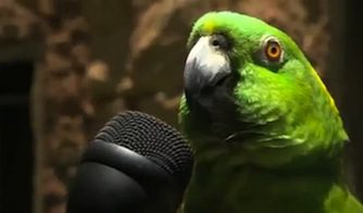 como enseñar a hablar a un loro, como hacer que un loro hable, como hacer hablar a un loro