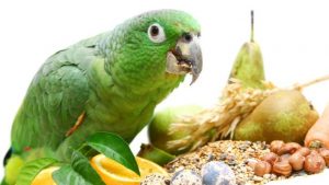 que comen los loros, que come un loro, que fruta come un loro, ¿que puede comer un loro?