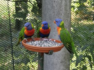 que comen los loros, que come un loro, que fruta come un loro, que come el loro, ninfas, cotorros, guacamayos