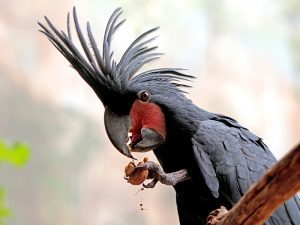 que comen los loros, que come un loro, que fruta come un loro