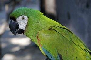 tipos de loros que hablan, cuales son los loros que hablan, loros habladores
