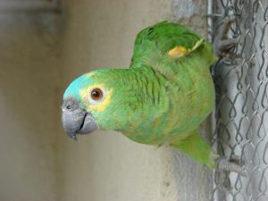 tipos de loros que hablan, cuales son los loros que hablan, loros habladores