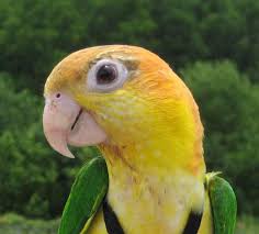 tipos de loros que hablan, cuales son los loros que hablan, loros habladores