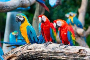 donde viven los loros, lugares donde vive el loro, habitat de los loros, lugar donde se encuentra el loro, cual es el hábitat de los loros?