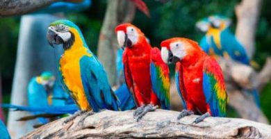 donde viven los loros, lugares donde vive el loro, habitat de los loros, lugar donde se encuentra el loro