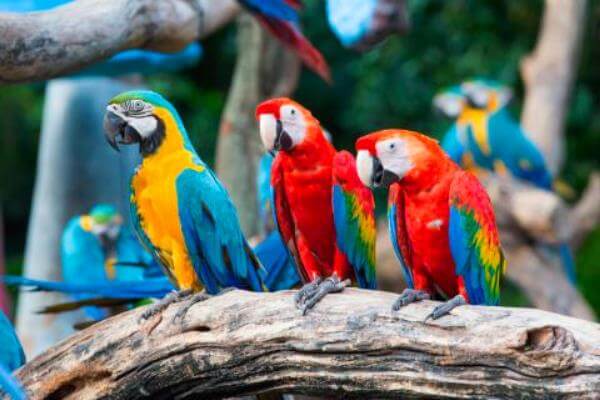 donde viven los loros, lugares donde vive el loro, habitat de los loros, lugar donde se encuentra el loro, cual es el hábitat de los loros?