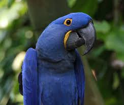 tipos de loros que hablan, cuales son los loros que hablan, loros habladores